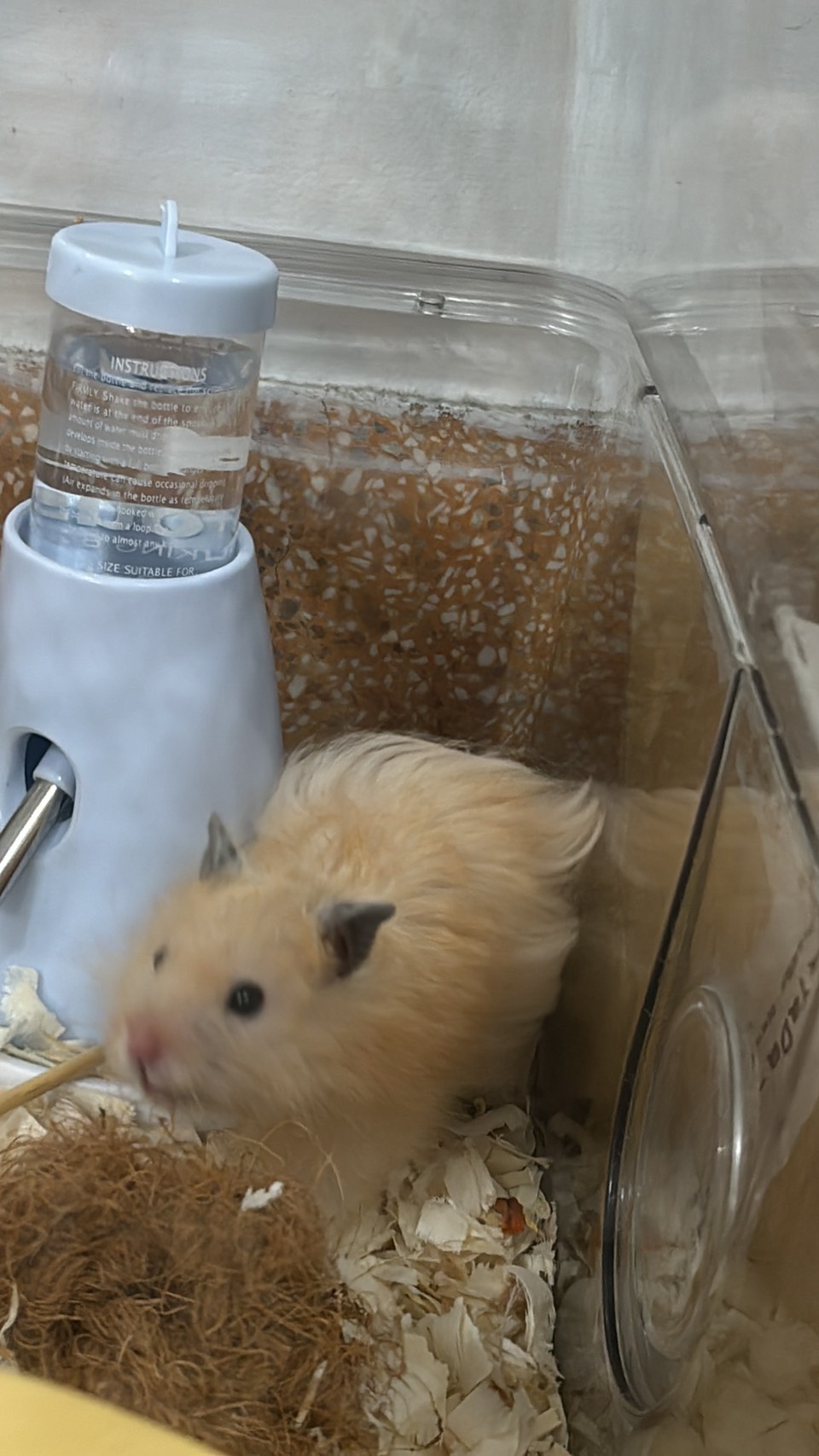 鼠餅在水壺旁邊活動